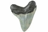 Serrated, Fossil Megalodon Tooth - South Carolina #312082-1